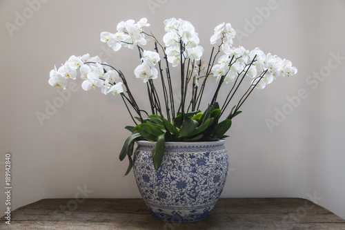 Fototapeta Naklejka Na Ścianę i Meble -  Porcelain flowerbed in gzhel style with white orchid flowers