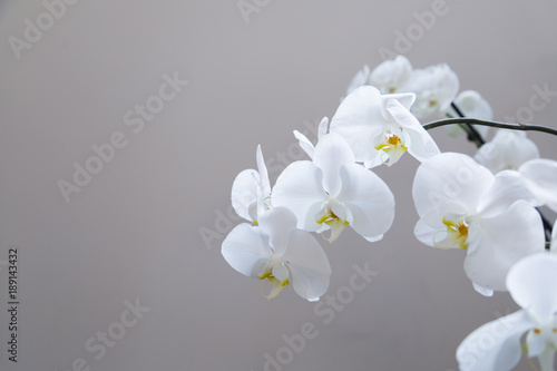 Fototapeta Naklejka Na Ścianę i Meble -  Close up of white orchid flowers on grey background
