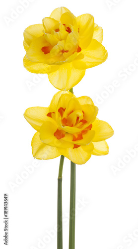 Fototapeta Naklejka Na Ścianę i Meble -  daffodil flower isolated
