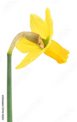 Fototapeta Naklejka Na Ścianę i Meble -  Bright spring narcissus