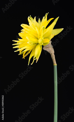 Fototapeta Naklejka Na Ścianę i Meble -  Bright spring narcissus