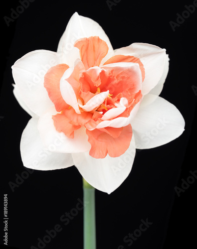 Fototapeta Naklejka Na Ścianę i Meble -  Bright spring narcissus