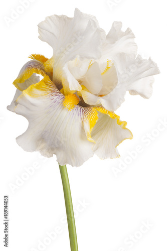 Fototapeta Naklejka Na Ścianę i Meble -  iris flower isolated