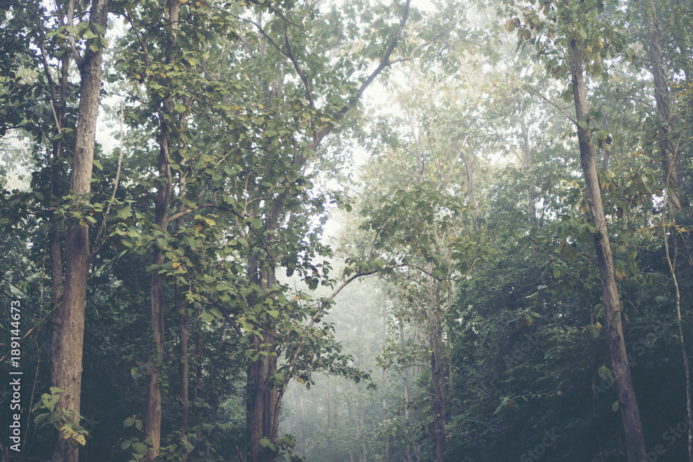Fototapeta premium morning in the tropical forest with big tree