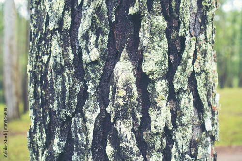 abstract texture backgrond ...