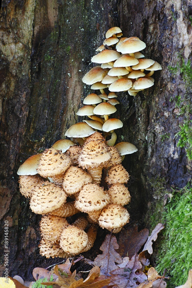 Shaggy scalycap mushroom, Pholiota squarrosa , and sulphur tuft, Hypholoma fasciculare Shaggy scalycap mushroom, Pholiota squarrosa , and sulphur tuft, Hypholoma fasciculare