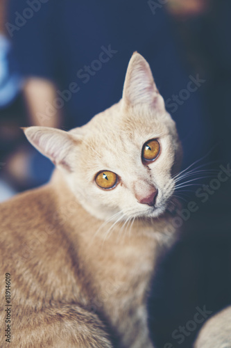 white grey cat in vintage f...