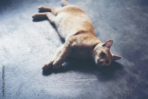 white grey cat in vintage f...