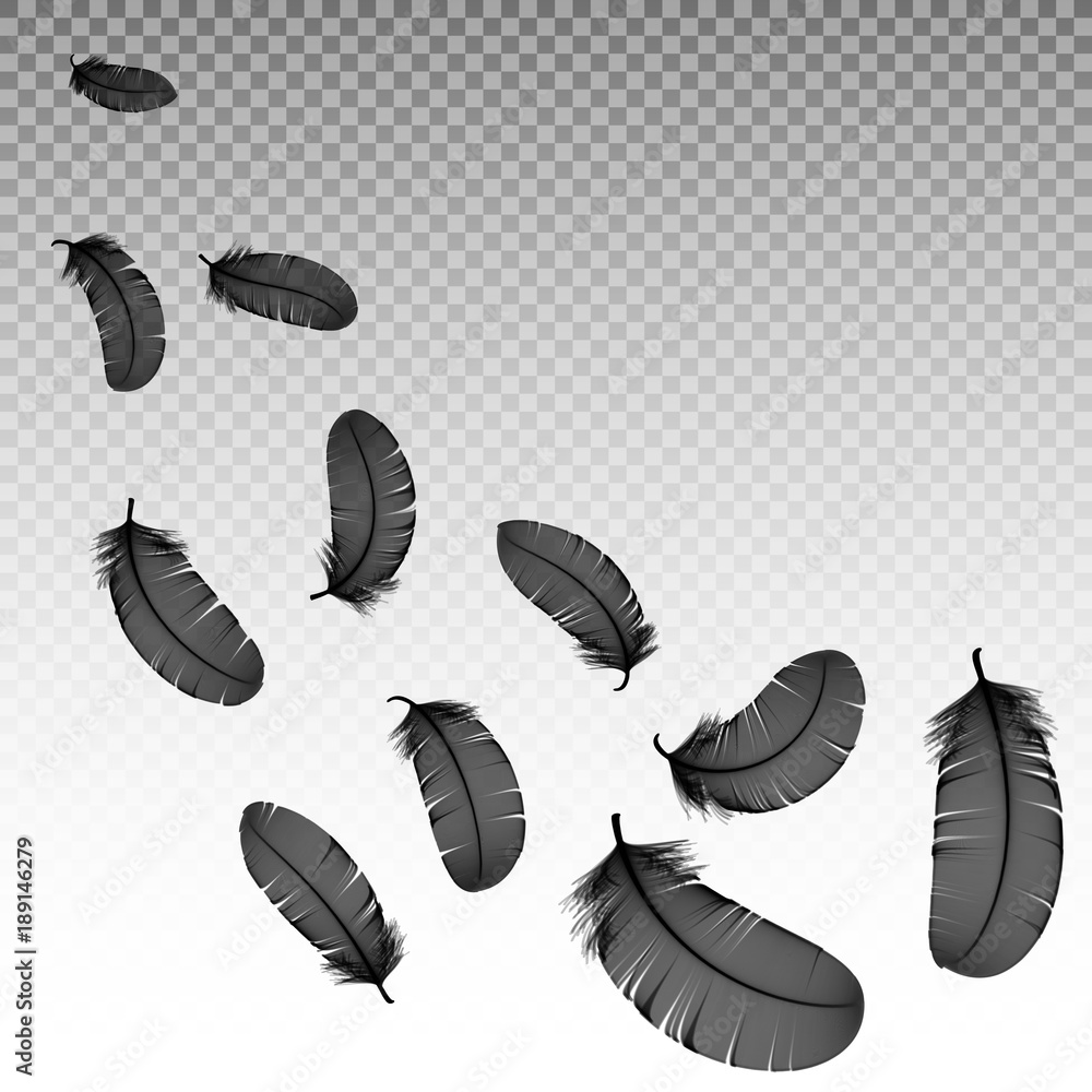 Realistic 3d detailed black swan feathers on a transparent background. Vector illustration. Falling feathers abstract light composition Realistic 3d detailed black swan feathers on a transparent background. Vector illustration. Falling feathers abstract light composition
