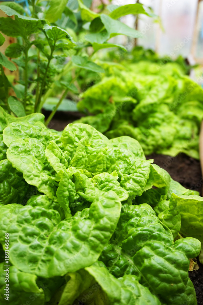 green lettuce background green lettuce background