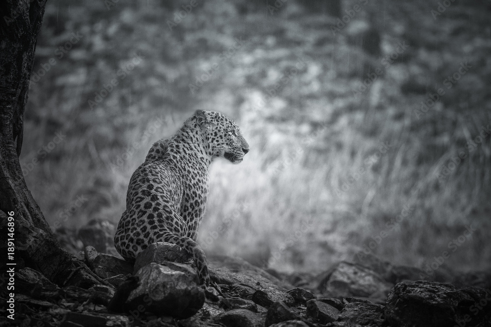 Naklejka premium Artistic, black and white photo of majestic leopard in the rain, Panthera pardus fusca, for fineart prints, close up to photographer with a touch of beautiful nature environment. 