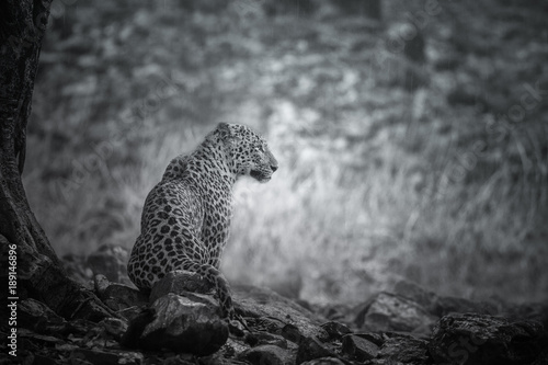 Artistic, black and white photo of majestic leopard in the rain, Panthera pardus fusca, for fineart prints, close up to photographer with a touch of beautiful nature environment. 