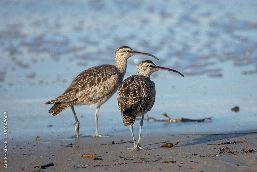 Two Marbled Gowits on Beach Two Marbled Gowits on Beach