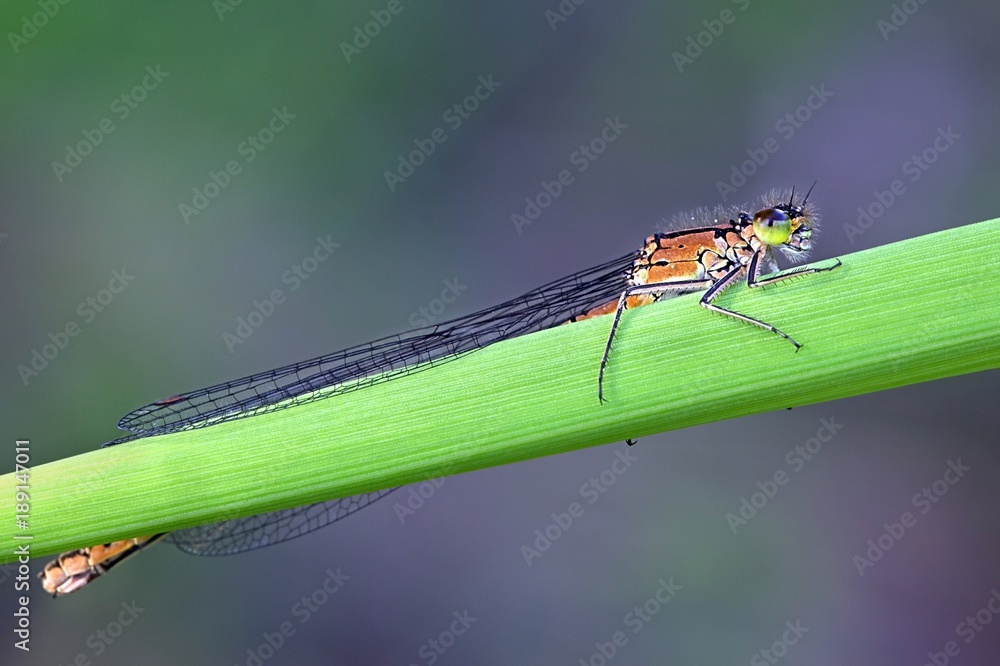 Norfolk damselfly, Coenagrion armatum, young female Norfolk damselfly, Coenagrion armatum, young female