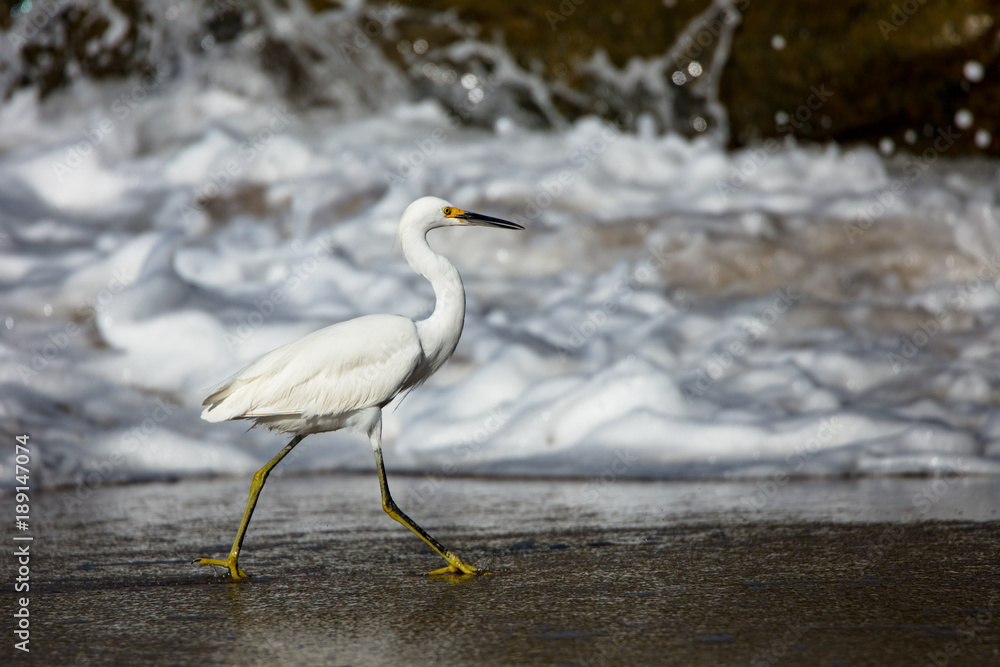 Obraz premium Snow Egret on Beach