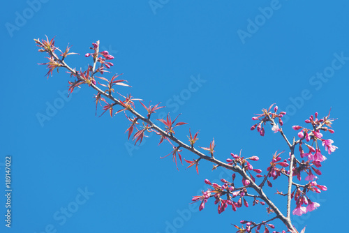 Spring Cherry blossoms, pink flowers in Thailand