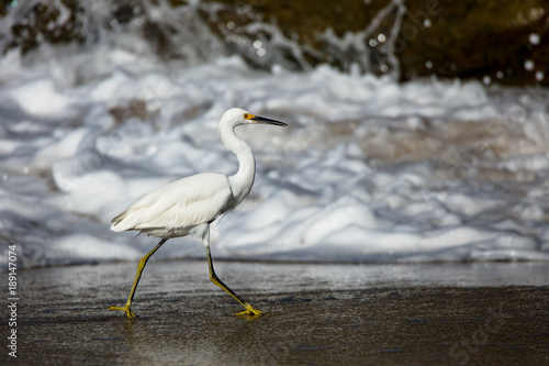 Snow Egret on Beach © Jennifer