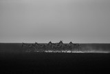 Artistic, black and white photo of indian wild ass, Equus hemionus khur, for fineart prints, close up to photographer with a touch of beautiful nature environment. 