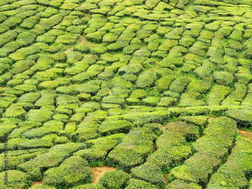 Tea plantation on hill in Cemeron Highland, Malaysia  © aaa187