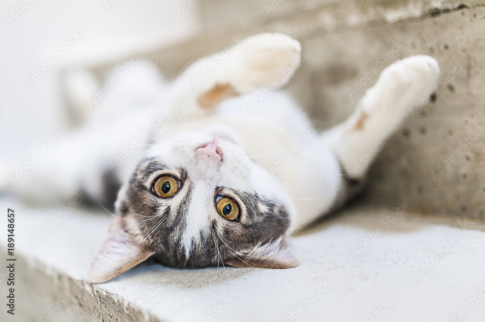 Obraz premium Chat tigré et blanc