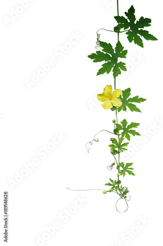 Green leaves climbing vine plant with tendrils and yellow flower of Bitter gourd or bitter melon isolated on white background, clipping path included.