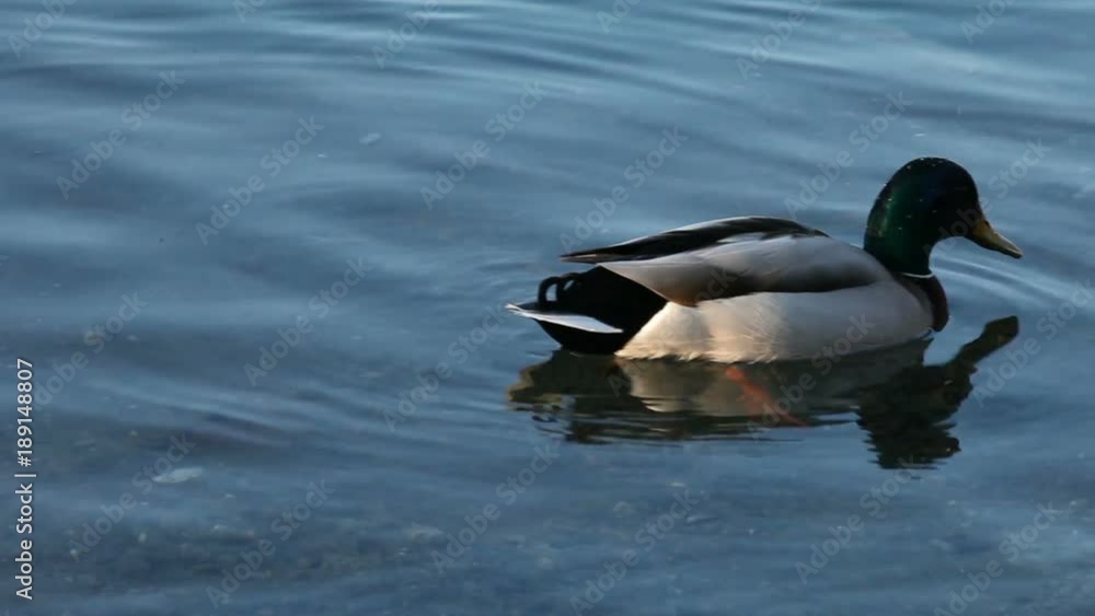 On a cold, sunny December day, some mallards (Anas platyrhynchos) are swimming in the icy waters of the river Ticino, in Italy. On a cold, sunny December day, some mallards (Anas platyrhynchos) are swimming in the icy waters of the river Ticino, in Italy.