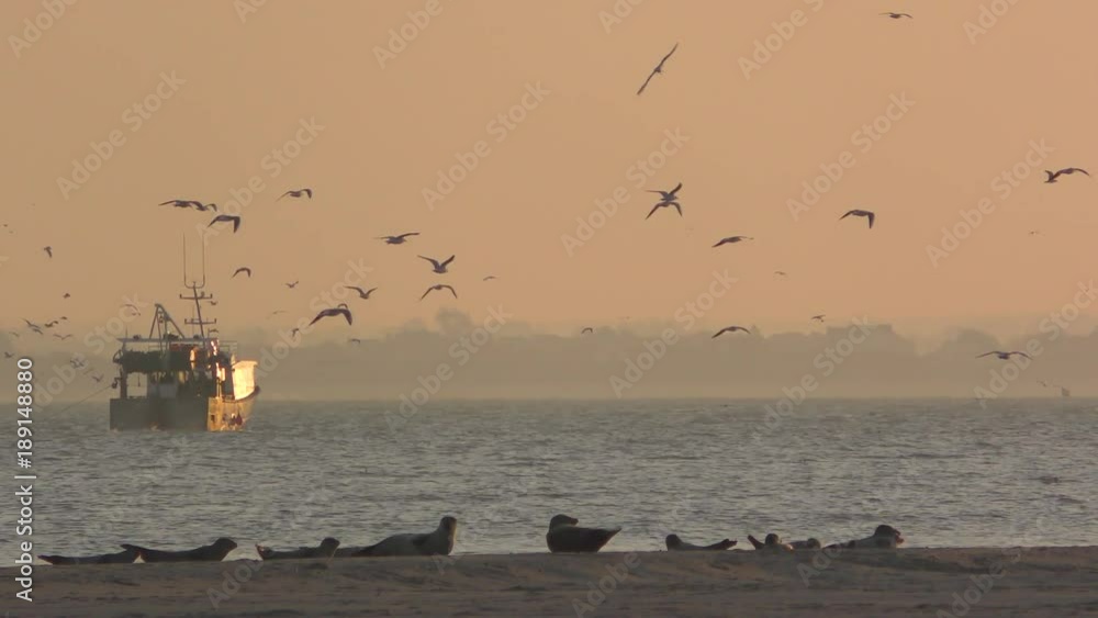 Chaluttier à la pêche en baie de Somme