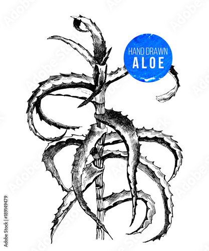 hand drawn Aloe Vera plant