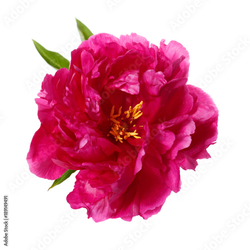 Peony color magenta isolated on white background.