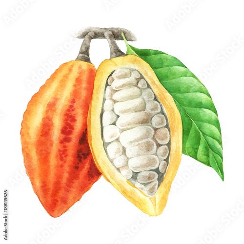 Watercolor cocoa pods with leaves