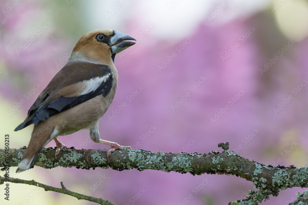 Obraz premium Coccothraustes (Fringillidae) on the branch of tree in a forest. Blurred natural background. Selective focus