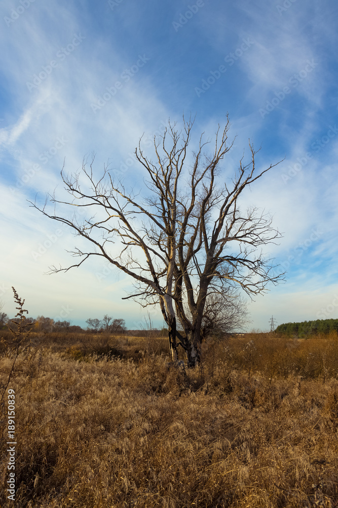 Tree without leaves on a autumn landscape. Toned Tree without leaves on a autumn landscape. Toned
