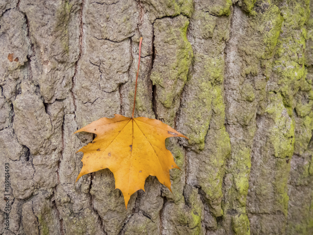 leaf and tree in autumn