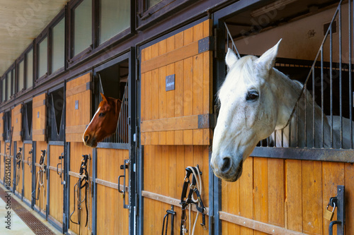 Fotografie, Obraz Horses in stable