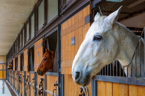Tableau sur toile Horses in stable. White horse looking outside from the stall