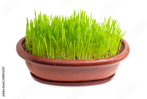 Young shoots of barley in a flower pot