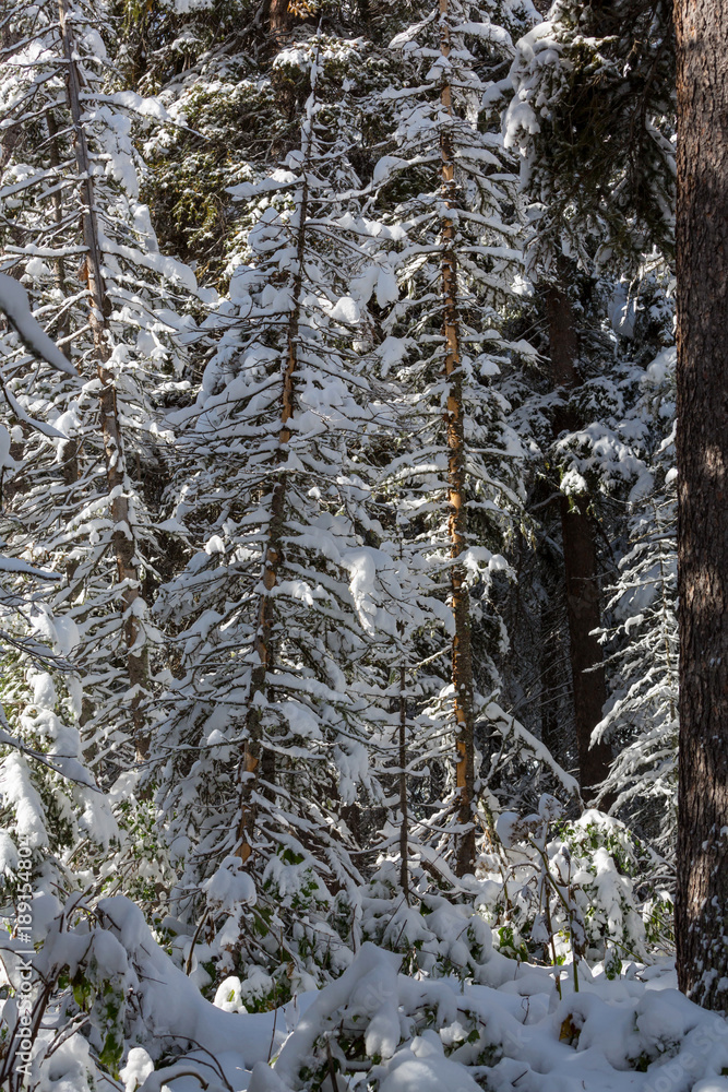 Winter forest Winter forest