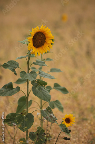 Single sunflower plant in a meadow, South of France
