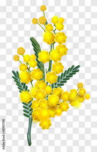 Yellow mimosa flower branch isolated on transparent background