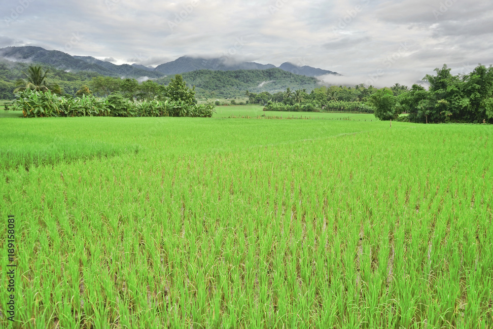 Obraz premium Paddy field and small mountain in the Morning time.