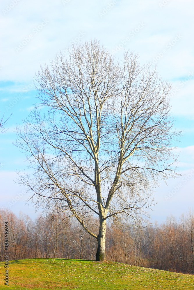 Fototapeta premium Tree with no leaves in early spring