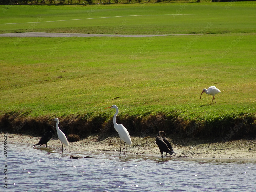 Fototapeta premium swamp birds hunting