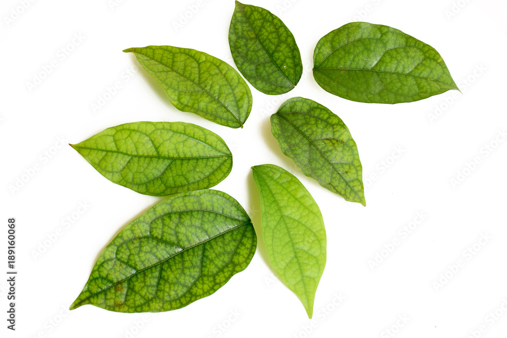Fototapeta premium Herb leaf on white background,Tiliacora triandra