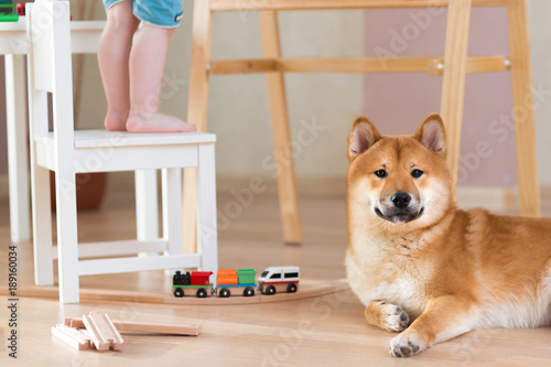 Close Up Of Beautiful Young Red Shiba Inu Puppy Dog Lying Indoor Near Baby Boy Stock Photo Adobe Stock