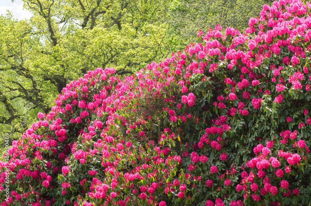 Pink Rhododendron Pink Rhododendron