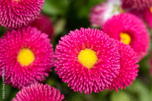 Pink English Daisy Red Pom Pom Flowers