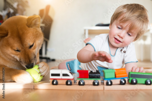 Shiba inu dog and 2 year old child boy are best friends, they play together at floor at home, high angle view. Happy kid concept photo