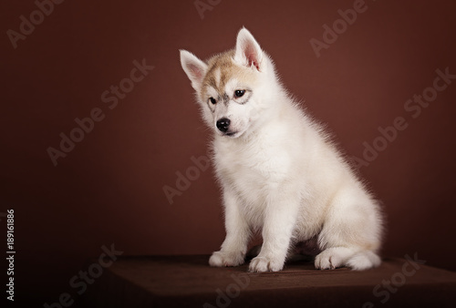the puppy Siberian husky on a brown background Studio