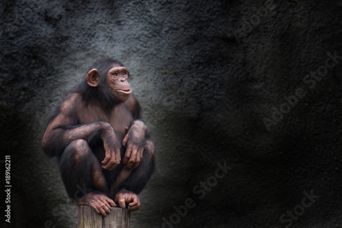 Fotografija Young chimpanzee alone portrait, sitting crouching on piece of wood with crossed legs and staring at the horizon in pensive manner against a dark background