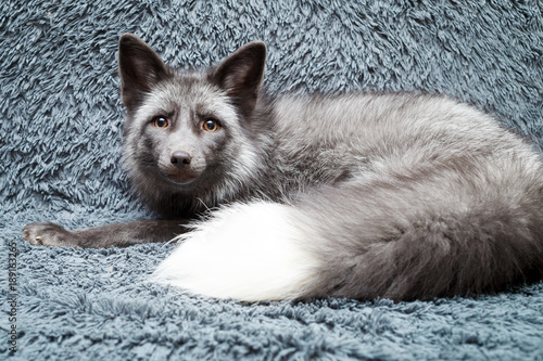 Russian domesticated red fox